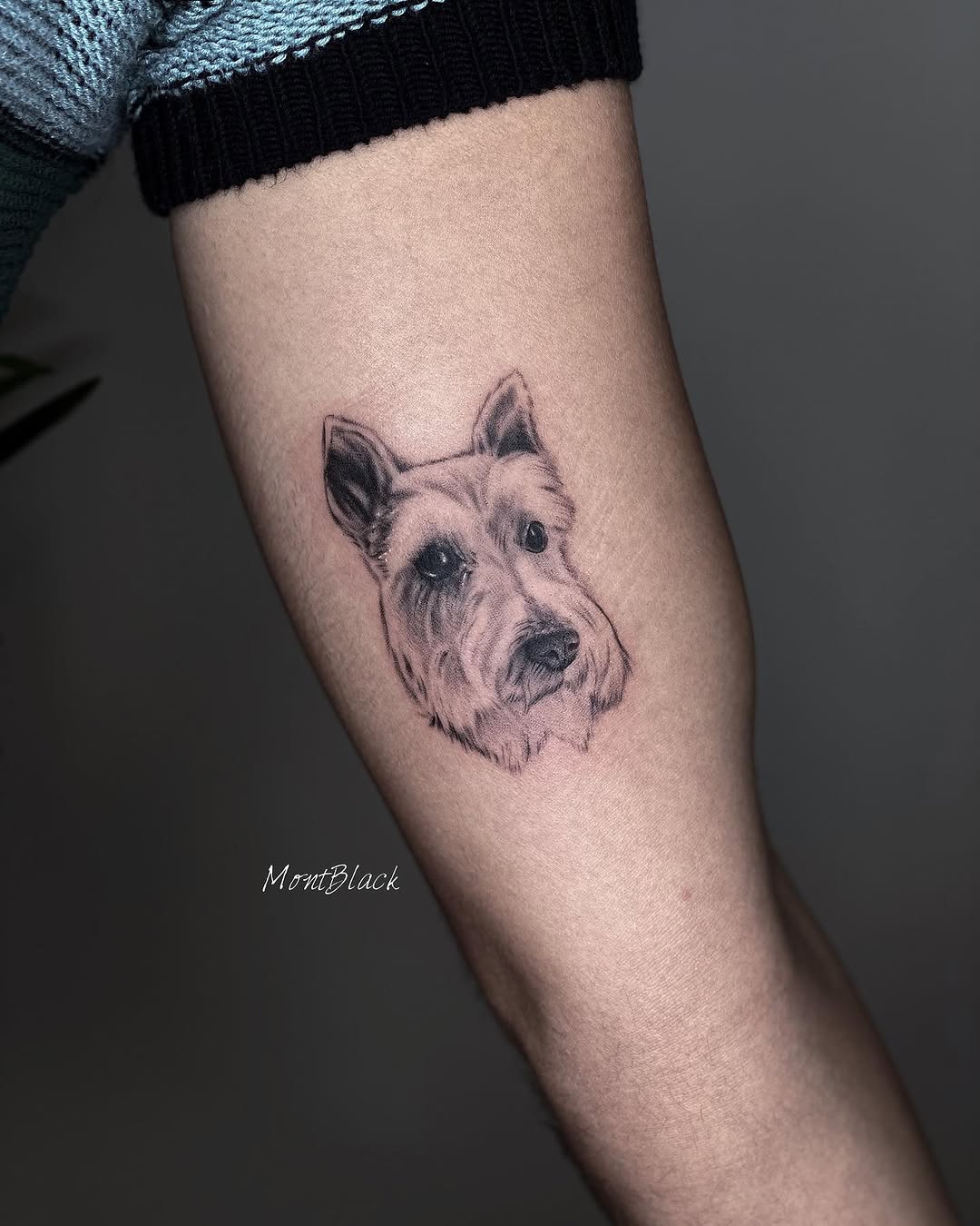 소, Animal, 멧돼지, 반려동물