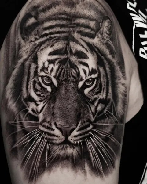 Tiger, 중국 호랑이