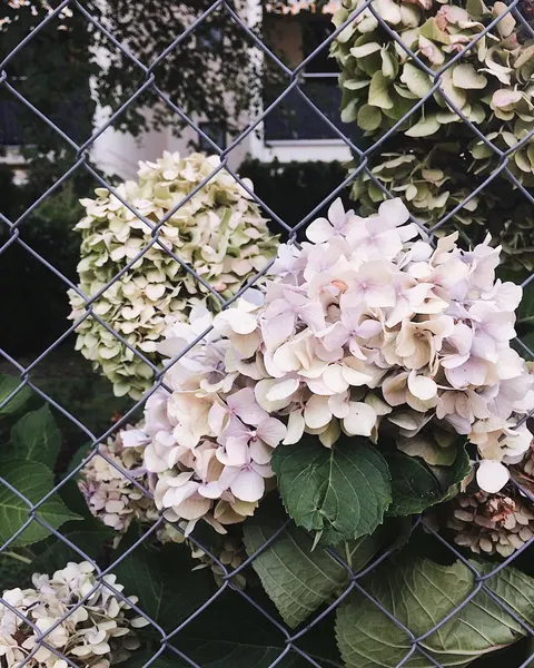 Flower, 수국