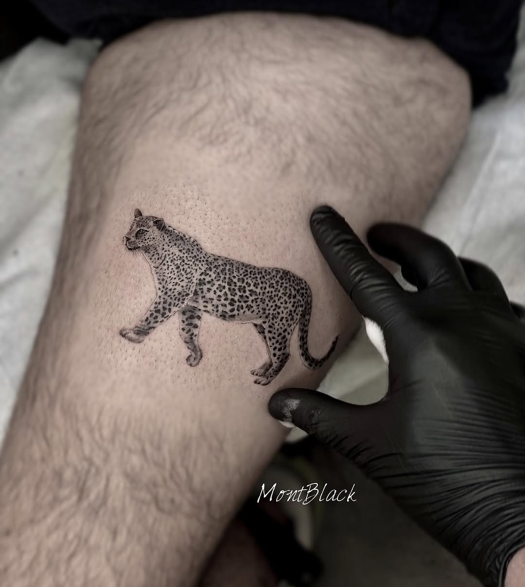 양, Animal, Tiger, 치타, 팬서, 표범, 발자국, 재규어