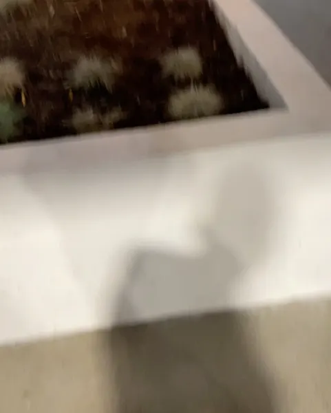 mistertroshin