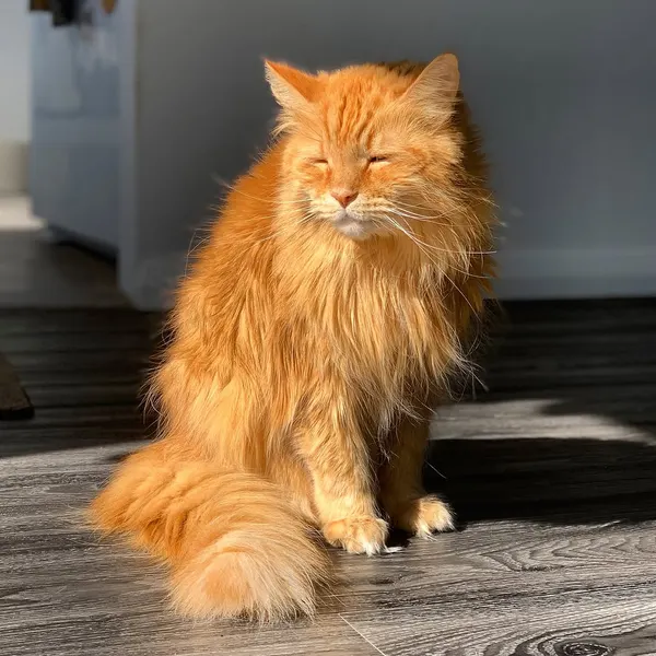 Animal, 고양이
