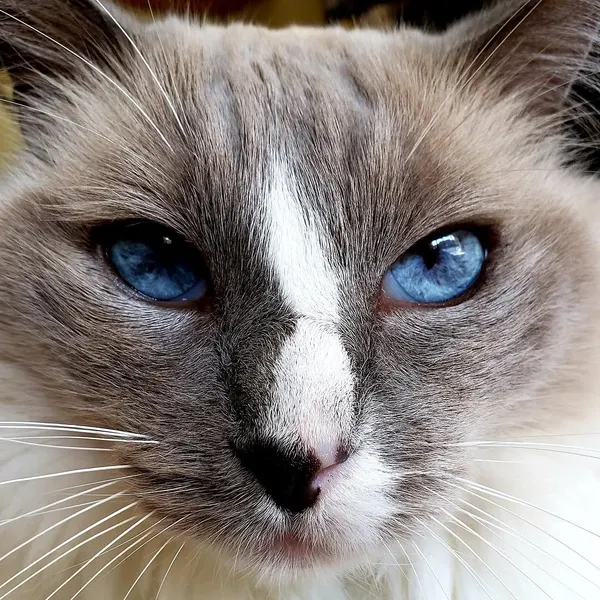 고양이, 여우 가면