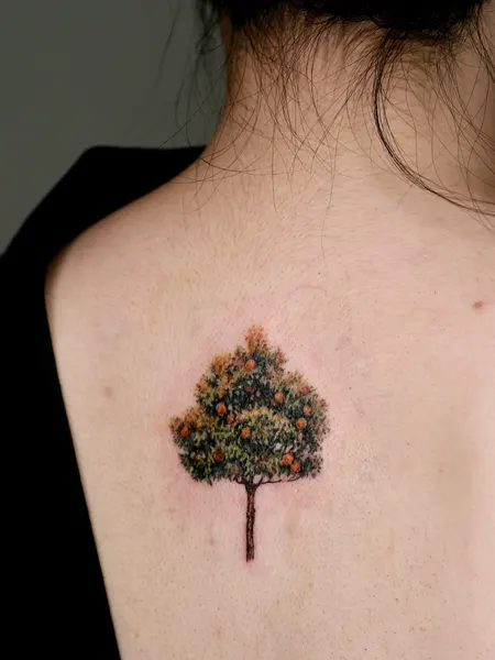 Nature, 소나무, 나무, 숲