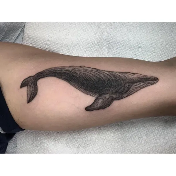 Nature, Animal, 상어, 고래, 돌고래