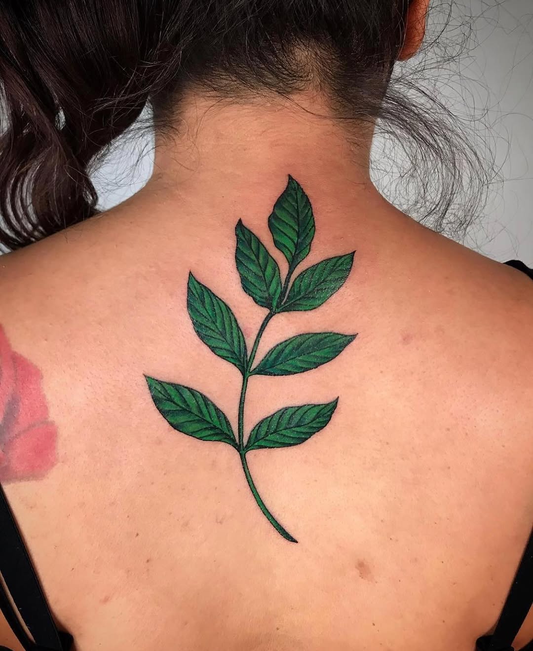 Flower, Rose, Nature, 잎, 허브, 고사리, 은행잎, 올리브 가지