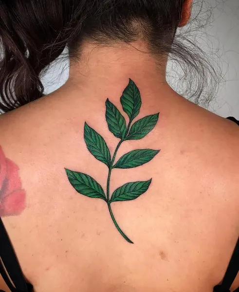 Flower, Rose, Nature, 잎, 허브, 고사리, 은행잎, 올리브 가지