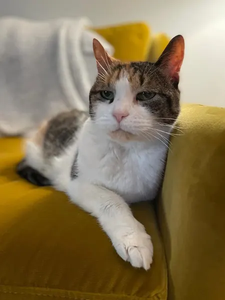 텐구, 함사, 고양이, 반려동물