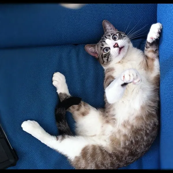 Animal