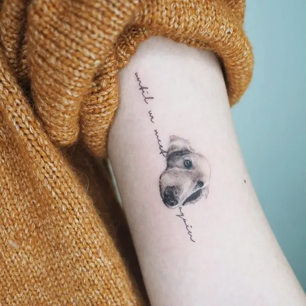 달, Animal, 토성