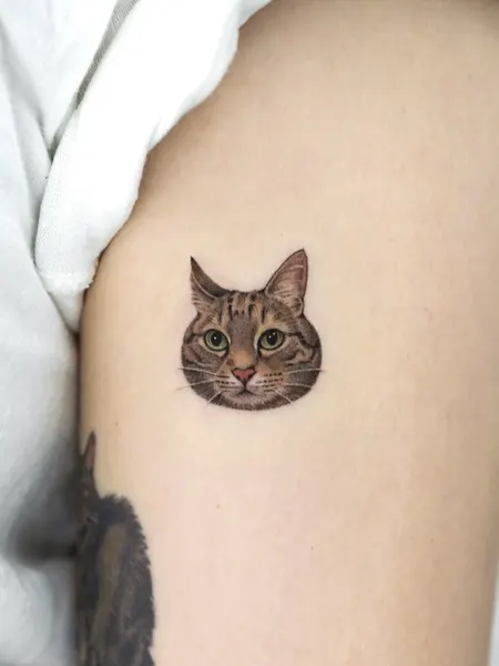 고양이