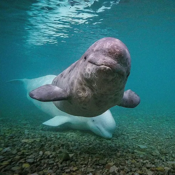 바다거북
