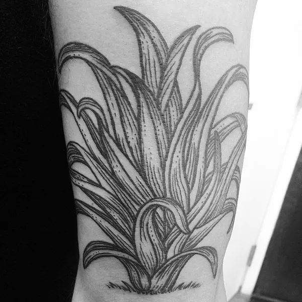 Flower, Rose, 선인장