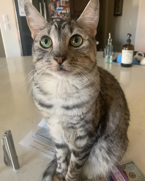 tyeharris