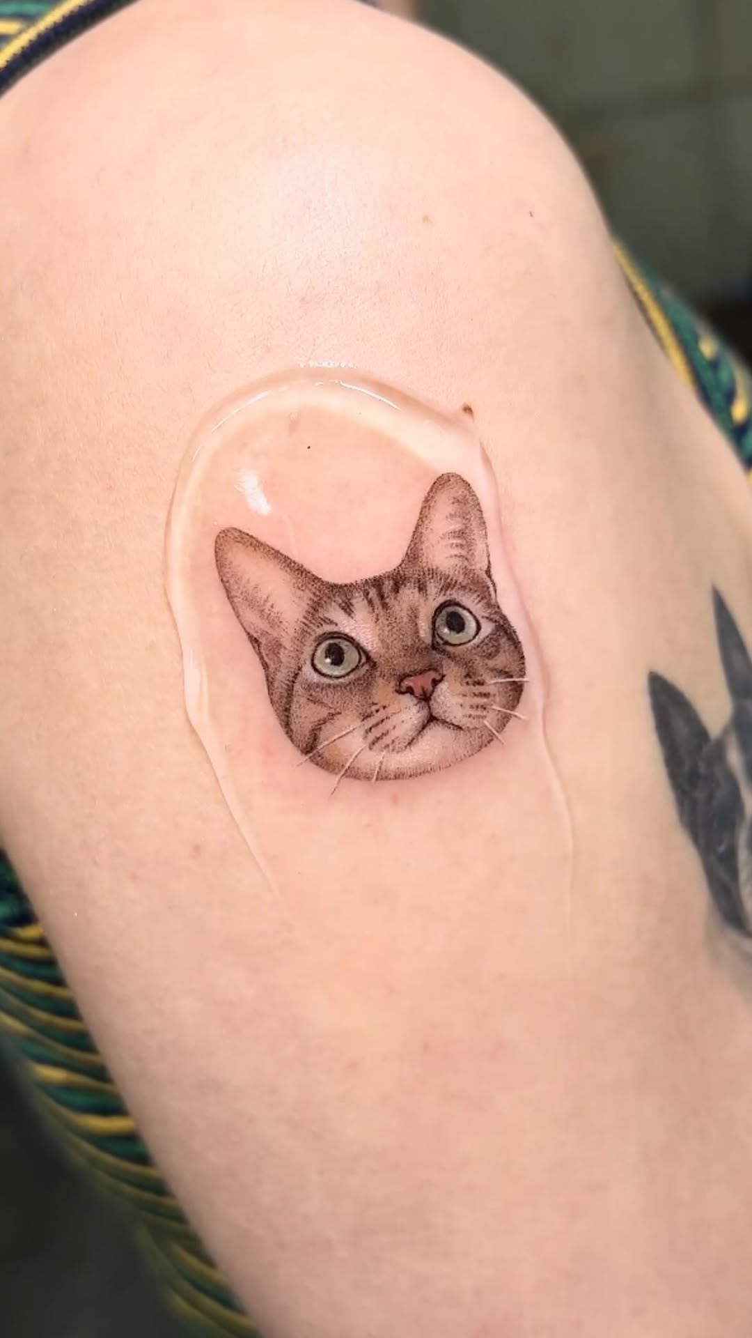 고양이