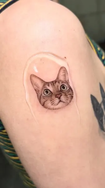 고양이