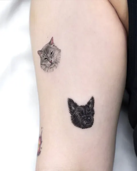 고양이