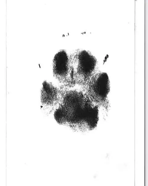 Animal
