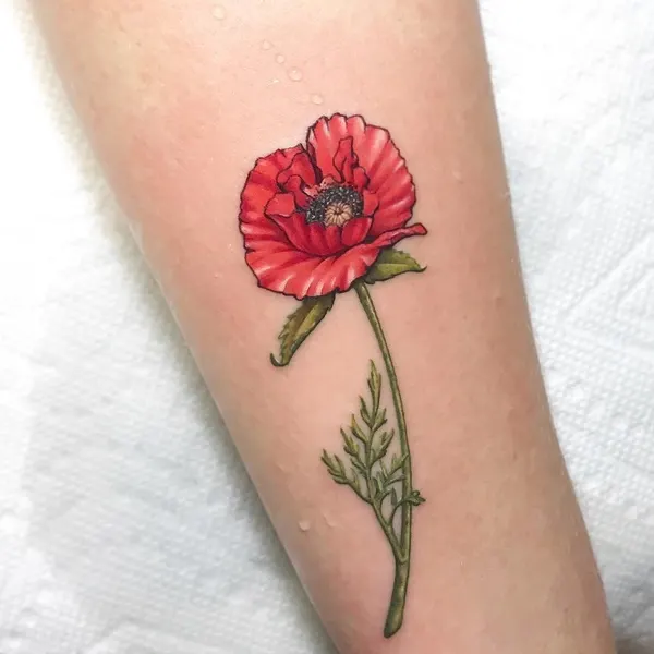 Flower, Rose, 양귀비