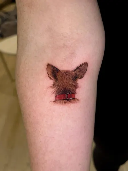 Animal, 돼지