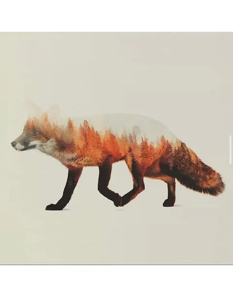 여우, Animal
