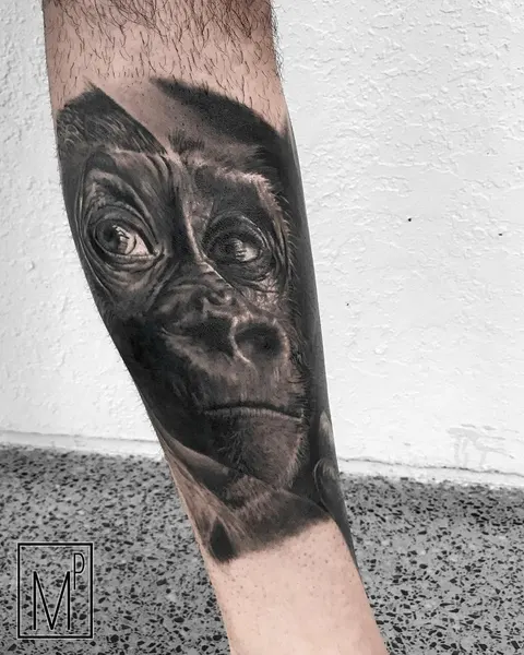 Tiger, Animal, 원숭이