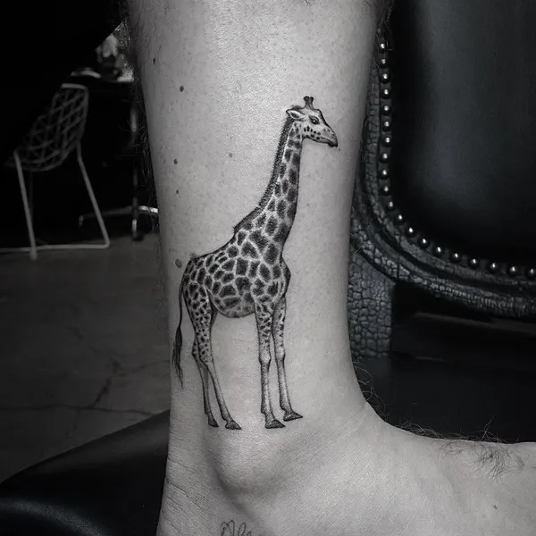 Animal