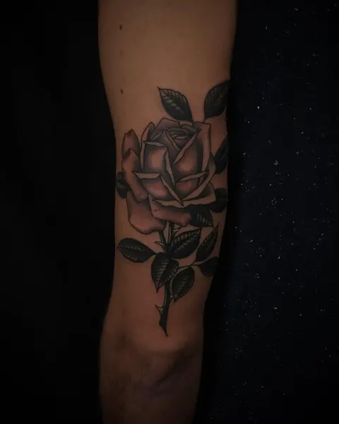 Flower, Rose, Nature