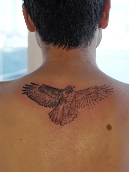 Animal, 매, 날개