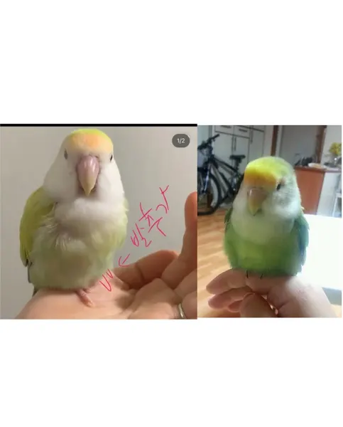 Animal, 앵무새, 공작