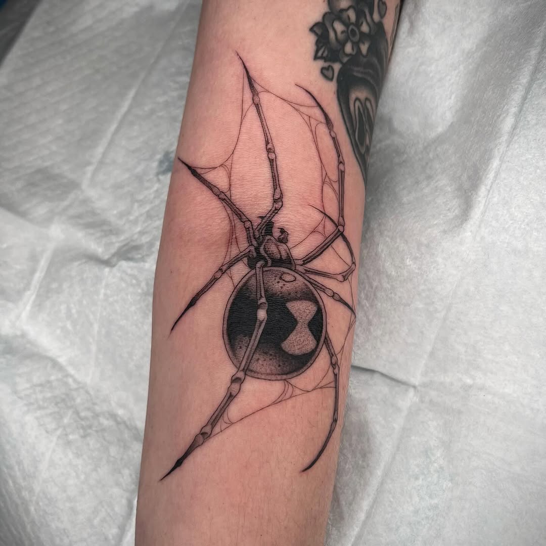 Animal, 거미, 딱정벌레