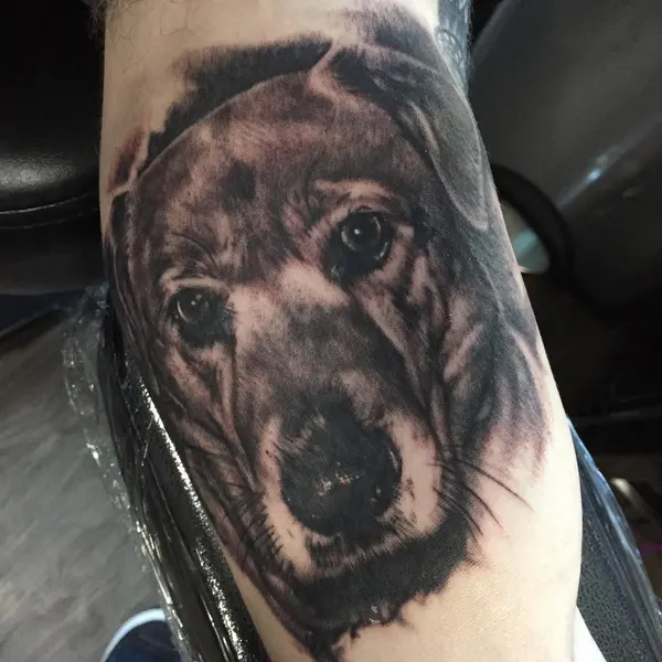 Animal