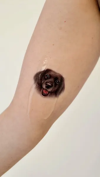 Animal, 원숭이, 고슴도치, 나무늘보