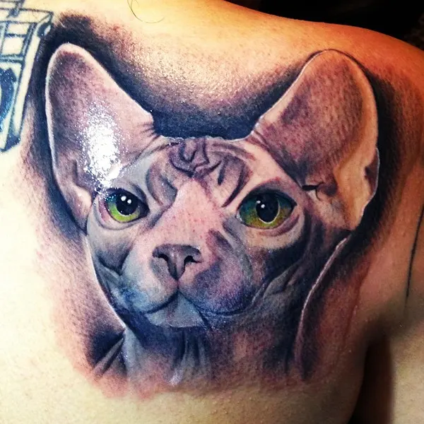 Animal