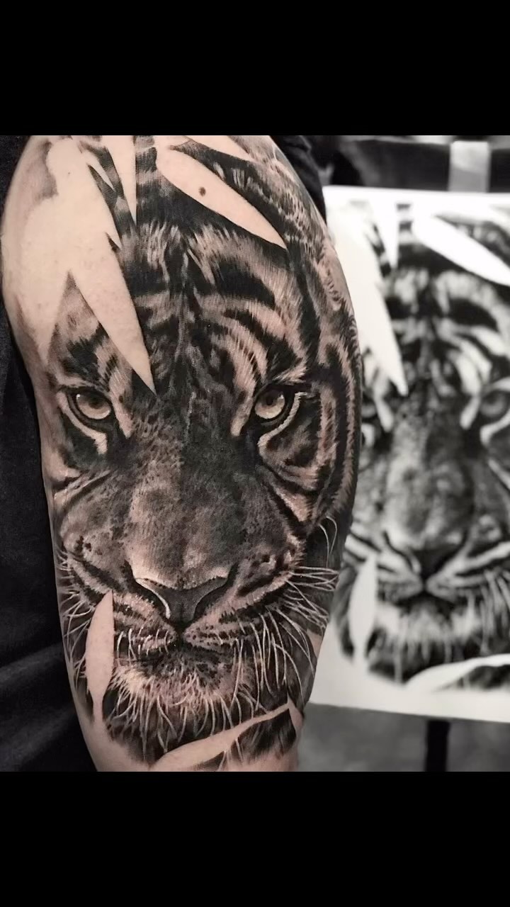 Tiger, 일본 호랑이, 중국 호랑이, 한국 호랑이