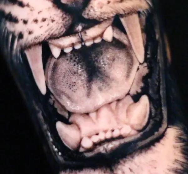 Tiger, 일본 호랑이, 중국 호랑이