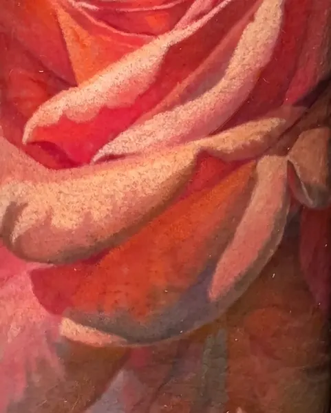 Flower, Rose, Nature