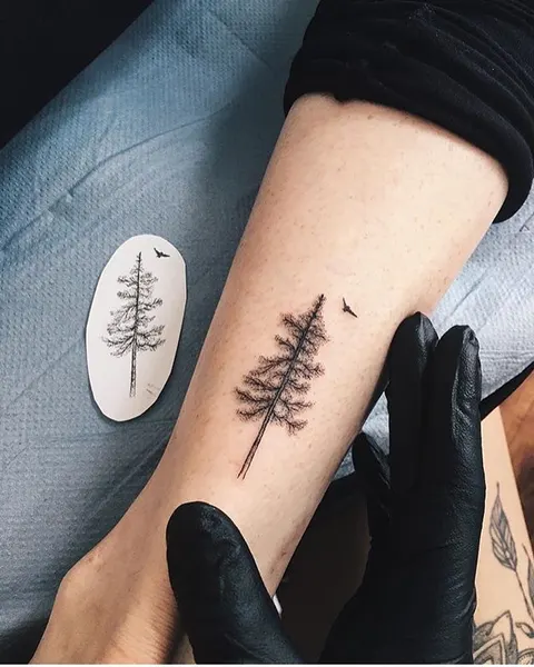 Nature, Mini, 소나무, 고사리