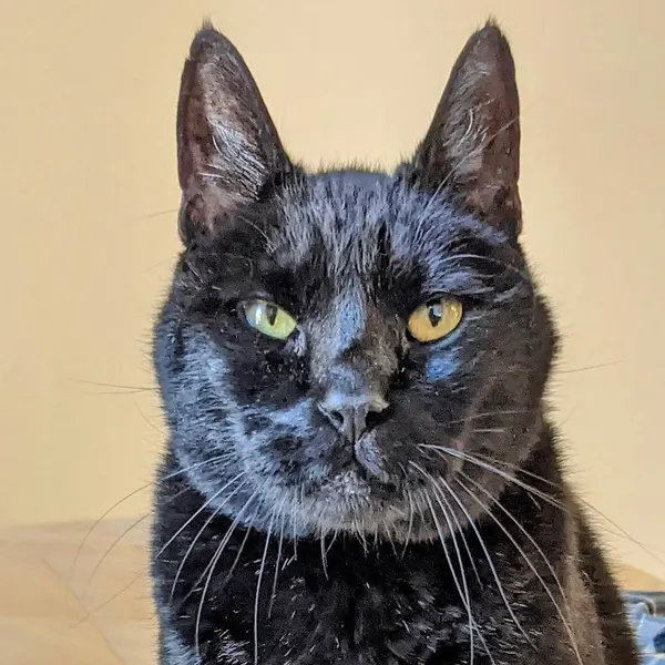 Animal, Tiger
