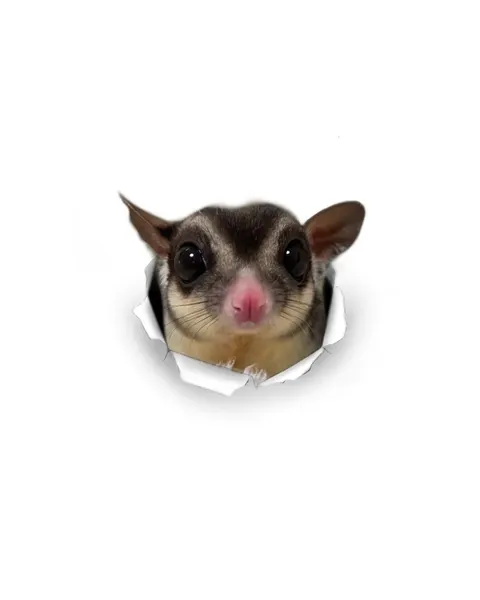 쥐, 코알라, 나무늘보