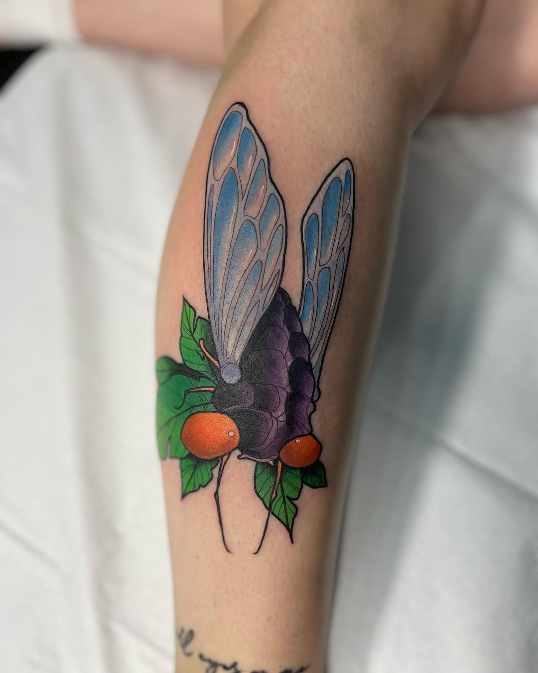 Animal, Nature, 선인장