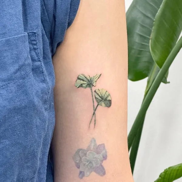 Flower, Rose, 잎, 국화, 덩굴, 허브, 수선화, 야생화, 은행잎, 탄생화, 히비스커스, 올리브 가지, 모란, 수국, 아이리스, 카네이션, 해바라기, Nature