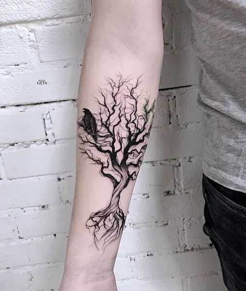 Nature, 뿌리, 숲, 나무, 소나무