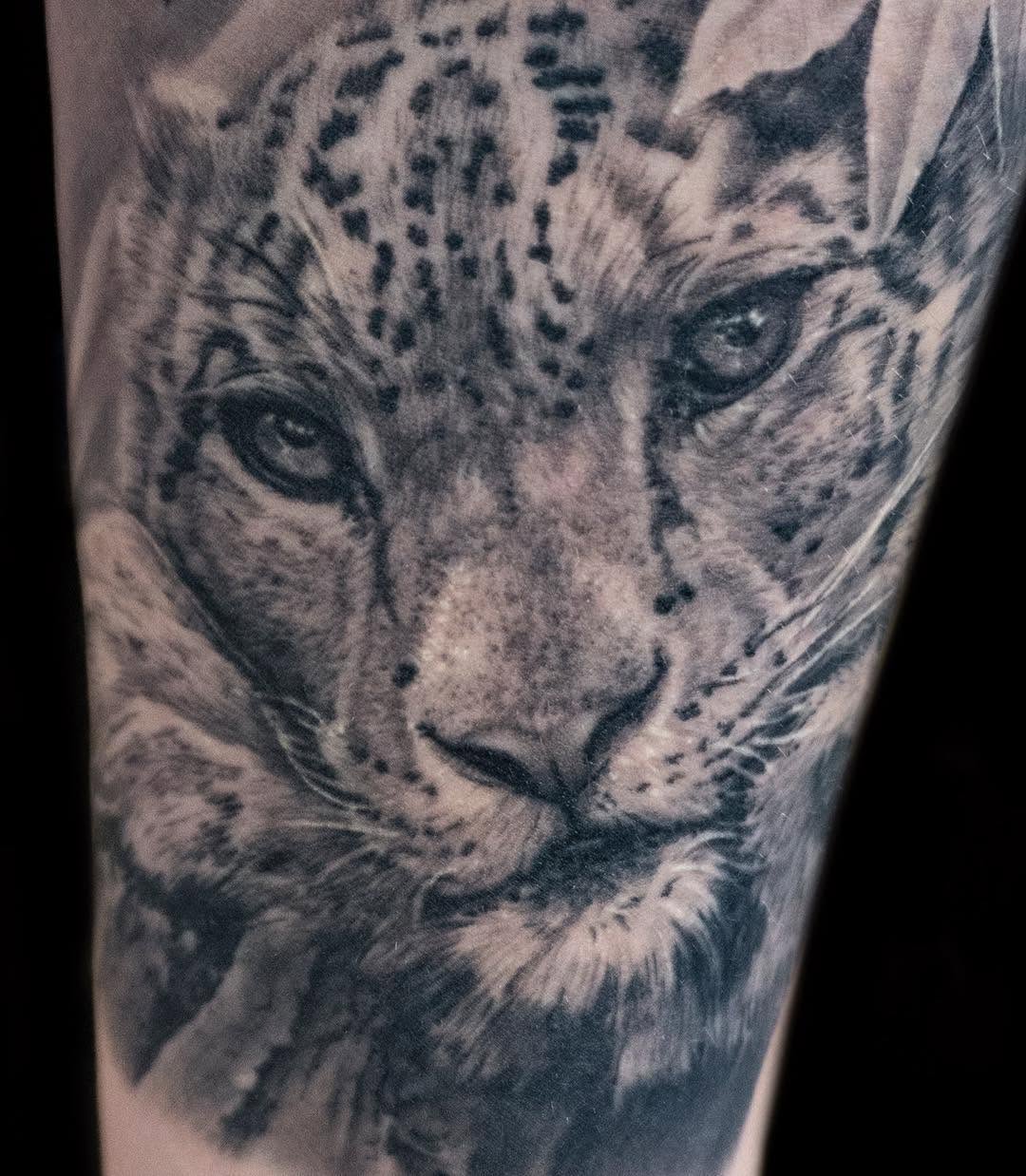 Animal, 치타, 표범, 재규어
