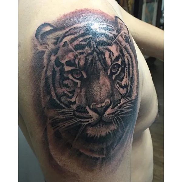 Tiger, 치타, 중국 호랑이, 한국 호랑이