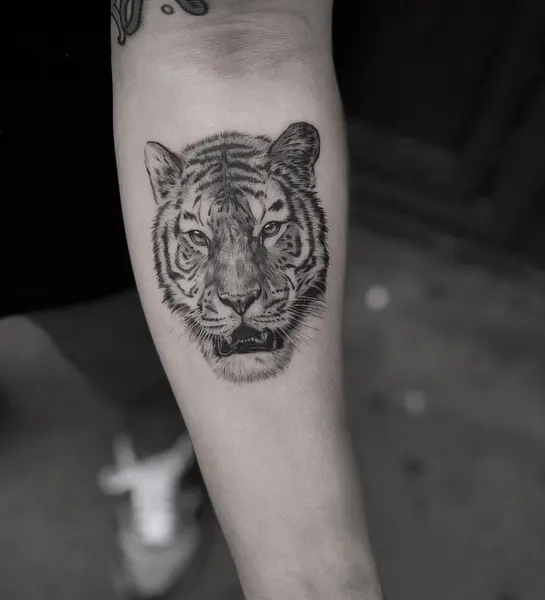 Tiger, 치타, 중국 호랑이, 한국 호랑이