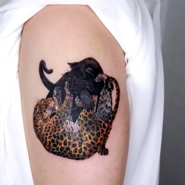 Animal, Tiger, 표범, 치타, 팬서