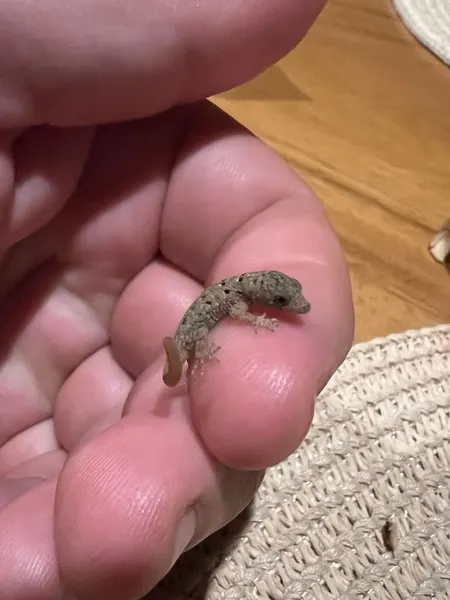 손