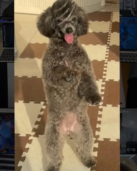 Animal