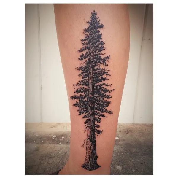 Nature, 고사리, 소나무